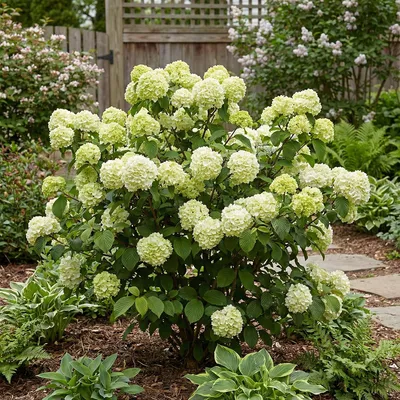 Produktbild von 1x Viburnum plicatum 'Opening Day' P23 H70