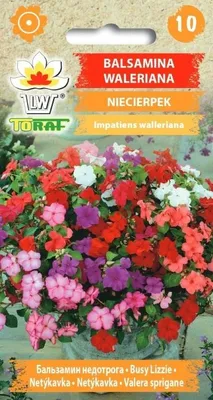 Zdjęcie produktu dla Balsamina waleriana NIECIERPEK NAsiona kwiatów - 452 Toraf