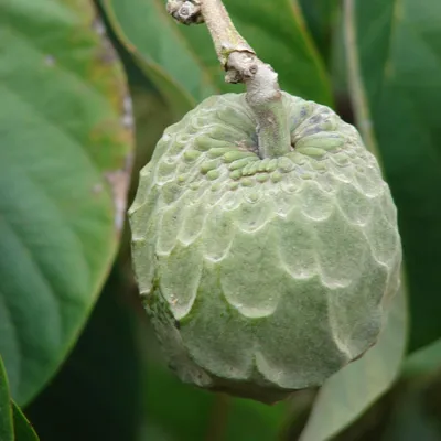 Obrázok produktu pre Cherimoya (Annona cherimola)  – 10 kusov