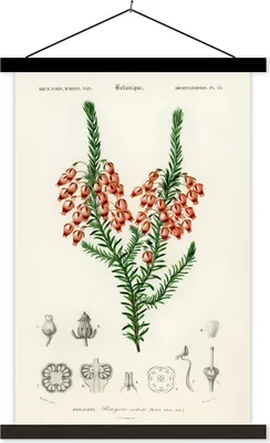 Produktbild von MuchoWow® Textilposter Pflanze - Blume - Botanik 60x90 cm mit schwarzem Rahmen - Poster Wohnzimmer