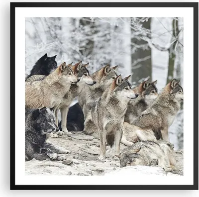 Produktbild von Gerahmtes Poster - Schwarzer Rahmen - Rudel Wölfe Winter - 60x60 cm - Wand Bild - Wanddeko - Wandbilder - Kunstposter - Wandposter - Bilderrahmen - Bilder - Kunstdruck - Wandbild - P2BAC60x60-4357
