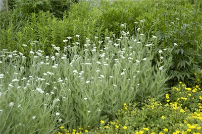 Produktbild von Heimische Wiesen-Schafgarbe – Achillea millefolium - Robuste Wildstaude im 12 cm Topf - 12 cm