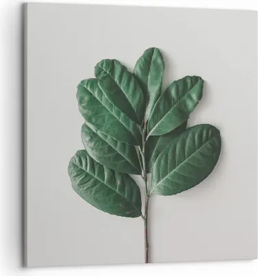 Produktbild von Bild auf Leinwand - Leinwandbild - Einteilig - Blätter Pflanzen Botanik - 50x50cm - Wand Bild - Wanddeko - Wandbilder - Leinwanddruck - Bilder - Wanddekoration - Leinwand bilder - AC50x50-4956