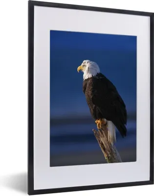 Produktbild von MuchoWow® MuchoWow® Gerahmtes Poster Adler - Nahaufnahme - Zweig 30x40 cm - Poster mit zchwarzem Bilderrahmen - Wandposter Schlafzimmer