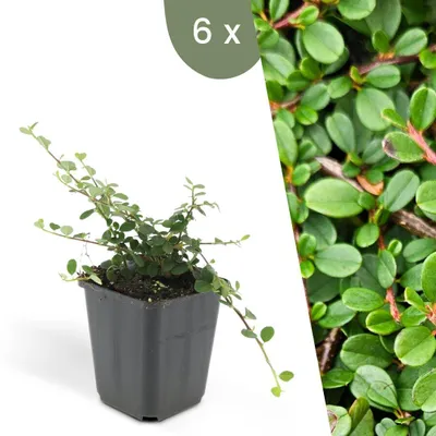 Produktbild von Plants by Frank | 6 Zwergmispel Pflanzen | Cotoneaster Prostratus 'Streib's Findling' | Bodendecker | Winterhart | Mehrjährig | Gartenpflanzen