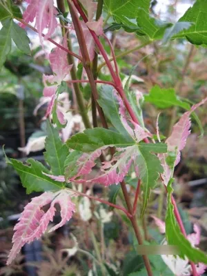 Produktbild von Ahorn palmatum Oridono Nishiki - Japanischer Fächerahorn 40-60
