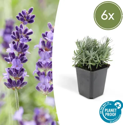 Obrázek produktu pro Trendyplants - Lavandula 'Hidcote' - 6 kusů - Levandule - Odolná - Výška 10-25 cm - Velikost květináče Ø9cm