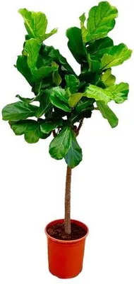 Produktbild von Ficus Lyrata – 160cm – Geigenfeige Ø27cm – Große Zimmerpflanze für Wohnzimmer & Büro – Trendige Grünpflanze mit XXL-Blättern – Pflegeleicht & dekorativ