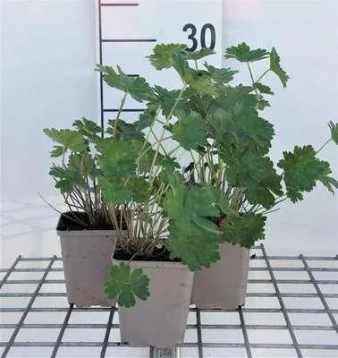 Produktbild von 6 x  Geranium hybr. 'Joy' - Storchenschnabel - Topf 9 x 9 cm