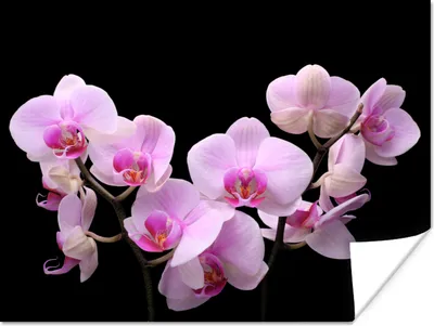 Produktbild von MuchoWow® Poster Orchidee - Blumen - Rosa - Flora 120x90 cm - Wandbild