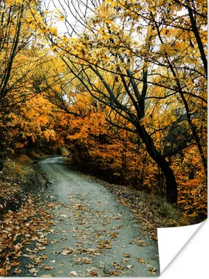 Produktbild von MuchoWow® Poster Blätter - Herbst - Wald 90x120 cm - Wohnzimmer