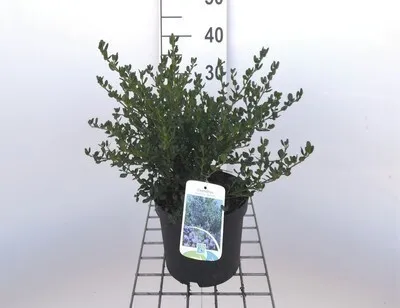 Obrázok produktu pre Ceanothus impr. 'Victoria' - Vreckový kvet Victoria 25- 30 cm kontajner