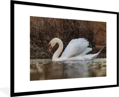 Produktbild von MuchoWow® Gerahmtes Poster Schwan - Wasser - Tiere - Vogel 90x60 cm - Poster mit Schwarzem Bilderrahmen Wandposter Rahmen Foto Bilder - Wanddekoration - Fotos