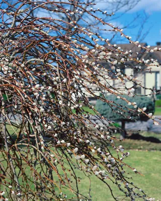 Produktbild von Salix gracilistyla 'Mount Aso', Weidenkätzchen, rosa, 60–100 cm