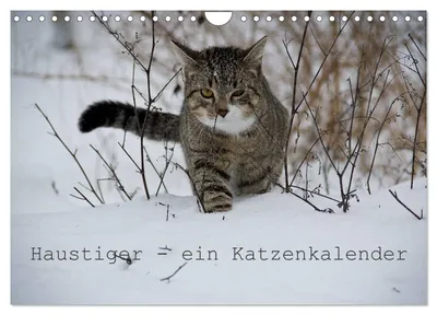 Produktbild von Haustiger - Ein Katzenkalender (Wandkalender 2027 DIN A4 quer), CALVENDO Monatskalender