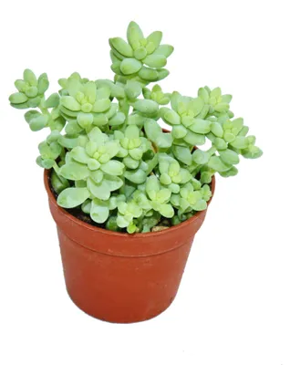 Produktbild von Sedum morganianum burritum - Affenschaukel - 5,5cm Topf