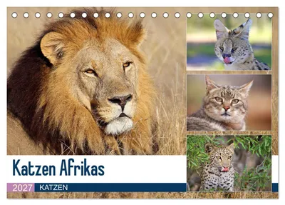 Produktbild von Katzen Afrikas (Tischkalender 2027 DIN A5 quer), CALVENDO Monatskalender