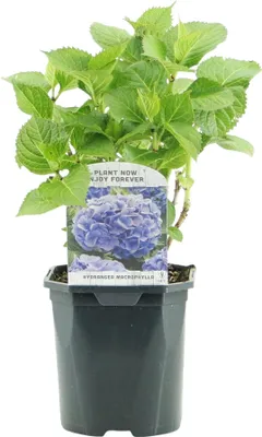 Produktbild von GreenboutiQ - Hortensie - Hydrangea macrophylla Blau - Blüte Blau - 1 Pflanze - Laubabwerfend - Wenig Pflege - Topf 17cm Höhe 30cm