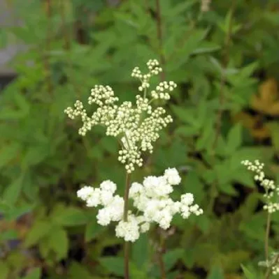 Immagine prodotto di 6 x Olmaria a fiore pieno  - Filipendula ulmaria 'Plena'  | Vaso 9 cm x 9 cm