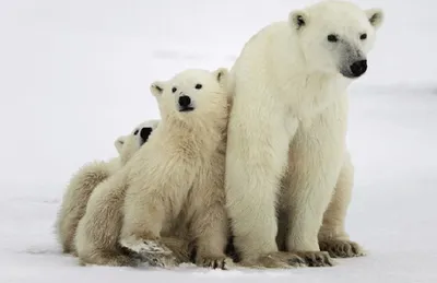 Produktbild von 3 D Ansichtskarte Eisbären, Eisbär Raubtier Postkarte Wackelkarte Hologrammkarte Tiere