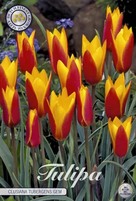 Artikelbild 2 von 'Tulpe Clusiana Tubergens Gem (10 Stück)' aus der Kategorie Tulpenzwiebeln