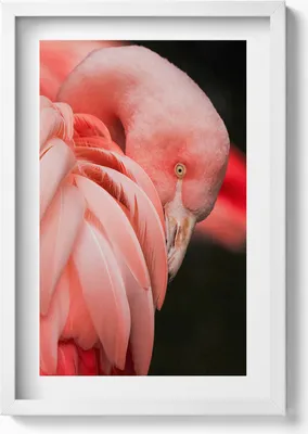 Produktbild von Rosa Flamingo-Vogel– Wandbild mit Rahmen – Gerahmtes Bild  – Wanddekoration – 40x60 cm – Weiß