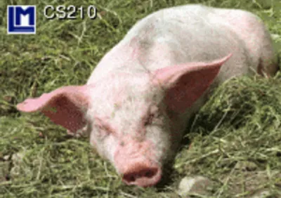 Produktbild von 3 D Ansichtskarte Schwein, Postkarte Wackelkarte Hologrammkarte Bild Schweinchen