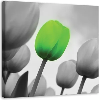 Produktbild von Leinwandbild grüne tulpe 60x60 cm Feeby grün wandbild bereit zum aufhängen