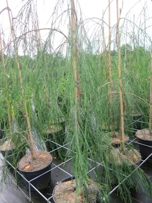 Produktbild von Chamaecyparis lawsoniana Imbricata Pendula - hängende Faden-Scheinzypresse