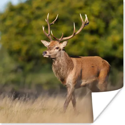 Produktbild von MuchoWow® Poster Tiere - Hirsche - Geweihe - Waldtiere - Natur 30x30 cm - Wandposter - Printing