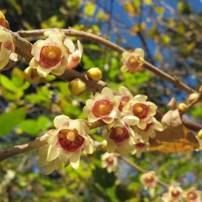 Zdjęcie produktu dla Kwiat zimowy (Chimonanthus praecox)  – 5 nasion