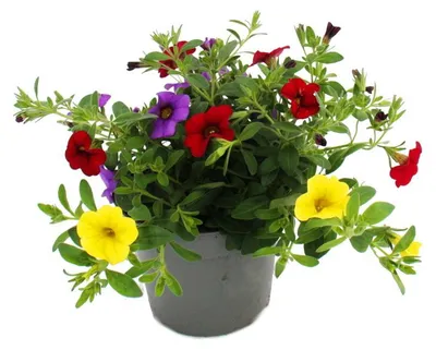 Produktbild von Zauberglöckchen Minihängepetunie Calibrachoa 12cm Topf Set mit 3 Pflanzen bunt (mehrfarbig)
