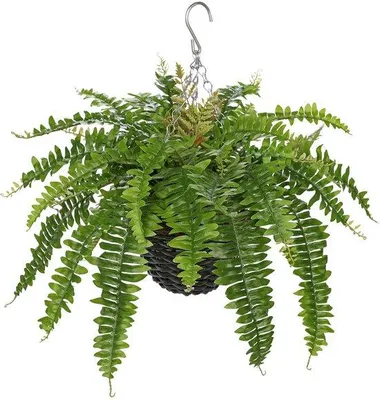 Produktbild von Kunstmatige Boston Fern-Hängepflanze – 3 Stile – ca. 60–80 cm – Dekorative Kunstpflanze in einem Korb – Realistisch – Binnenpflanze für Balkons