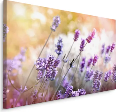 Produktbild von Fabelhafte Canvas LEINWAND BILDER 70x50 cm XXL Kunstdruck Natur Blumen Lavendel Wiese