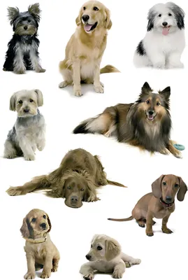 Produktbild von HERMA 3432, Papier, Mehrfarbig, Hund, Universal, Permanent, Junge/Mädchen