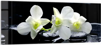 Produktbild von DEQORI Küchenrückwand Glas 125x50 cm 'Orchidee mit Zen-Steinen' Spritzschutz Bad Rückwand