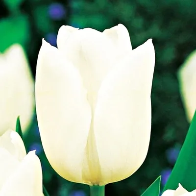 Immagine prodotto di Tulipani Bulbi Fiori recisi Tulipano bianco Dynasty 5 pz.