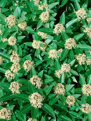 Produktbild von Skimmia japonica 'White Globe', immergrün, weiße Blüten, 30–40 cm