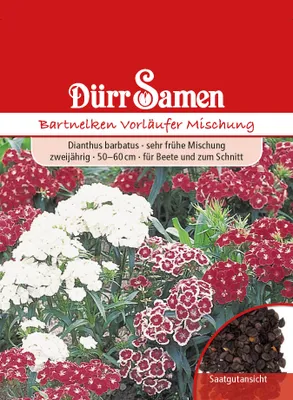 Produktbild von Dürr-Samen - Bartnelke Vorläufer Mischung zweijährig 50-60 cm - Saatgut - 1372
