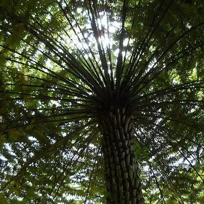 Zdjęcie produktu dla Paproć drzewiasta (Cyathea australis)  – 1 porcja zarodników