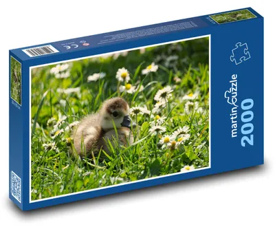 Zdjęcie produktu dla Puzzle 2000 Kaczka krzyżówka - pisklę - martinpuzzle