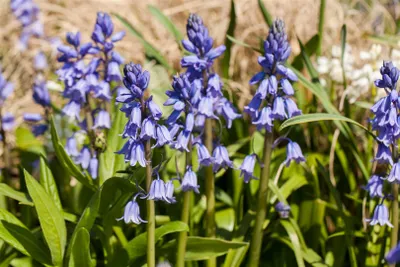 Produktbild von Hyacinthoides non-scripta 'Excelsior', Hasenglöckchen, blau, 2 Liter Topf
