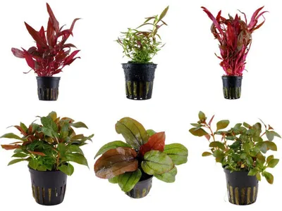 Produktbild von Pflanzen Set 6 schöne rote Tropica Topf Pflanzen Aquariumpflanzenset Nr.10