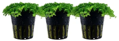 Produktbild von Aquarium Wasserpflanze 3 Stück Hemianthus callitrichoides Tropica Nr.048B Set
