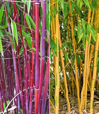 Produktbild von BALDUR Garten 2er Bambus-Raritäten Kollektion, Pflanzen im Topf, 1x Roter Bambus Chinese Wonder Fargesia jiuzhaigou No.1 + 1x Goldener Peking Bambus Phyllostachys aureosulcata aureocaulis, winterhart