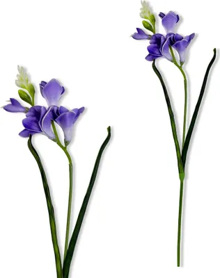 Produktbild von Zweig - Lila Schaumfreesie 59 cm