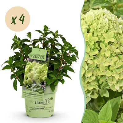 Produktbild von Rispenhortensie Hydrangea paniculata Groundbreaker Greeny frosthart pflegeleicht