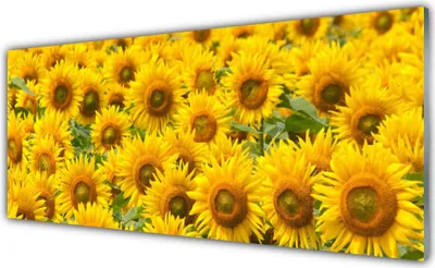 Produktbild von Acrylglasbilder 125x50 Wandbild Druck Sonnenblumen Pflanzen