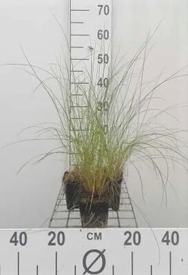 Produktbild von 6 x  Stipa capillata - Haar-Pfriemengras - Topf 9 x 9 cm