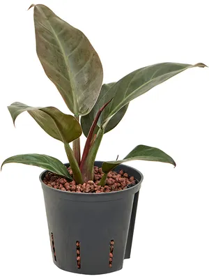 Obrázek produktu pro Nieuwkoop Europe BV Philodendron Imperial Red, průměr 13 cm - hydroponie